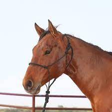 Classic Equine Rope Halter