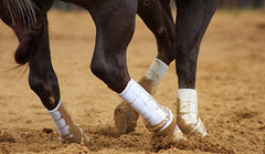 Iconclast Extra Tall Hind Boot